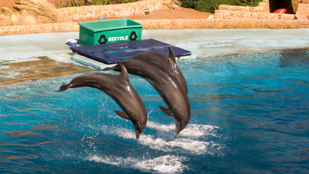 Cute:ocsf69d5qxm=Dolphin